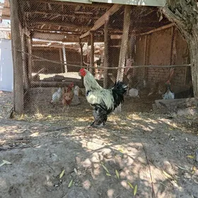 barama horaz