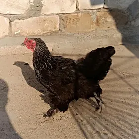 Brama tawuk