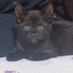 отдам котенка