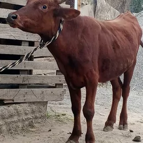 İki sany öküz