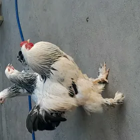 Brama