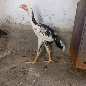 horaz