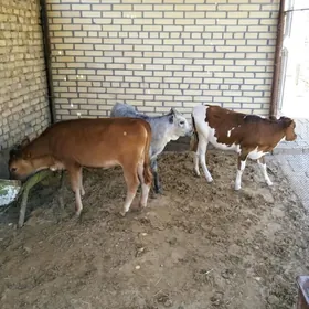 Gulajynlar