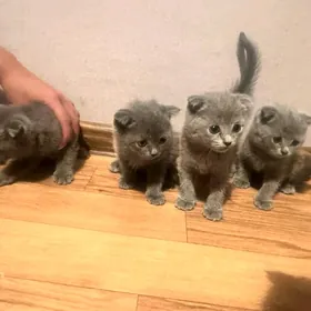 Кошка вислоухие