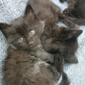 продаются котята