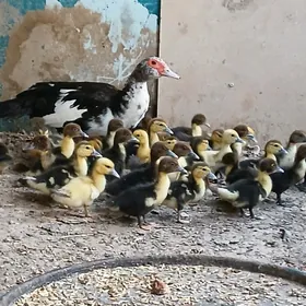 indewutga jujue