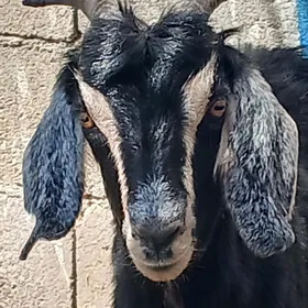 dog geçi bakylan gurat
