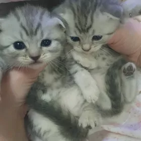 Вислоухие вискас