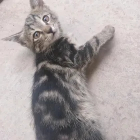 Pişik