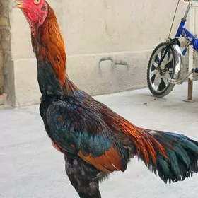 Horaz