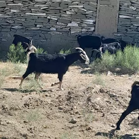 Geçiler
