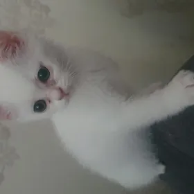 Скоттиш-страйт прямоушка