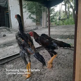 ORGINAL O ŞAMO!!!