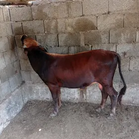 öküz