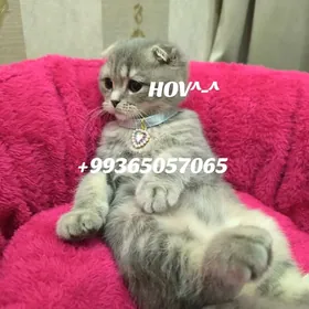 Шотландские котята