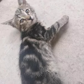 Pişik