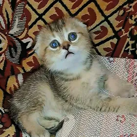шотландские вислоухие котята
