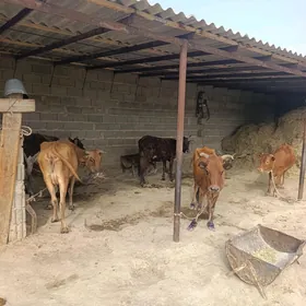 Gysyr bakida duran m,l
