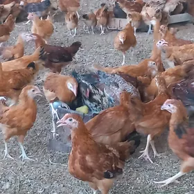 ĵùje