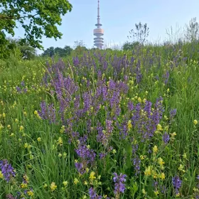 КВАРТИРА  МИР 1