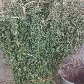 yorunja йорунжа