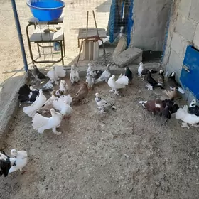 kepderi