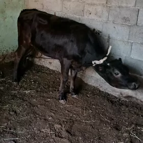 GARA  GYBRYT. TÜWE