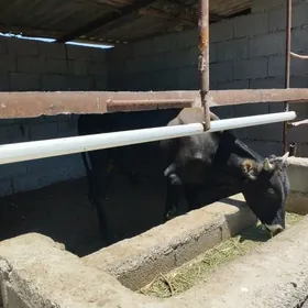 öküz