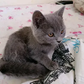 продаю котенка