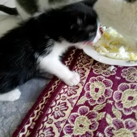 pişik