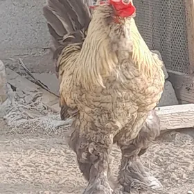 horaz turoyka