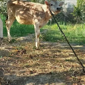 Tüwe