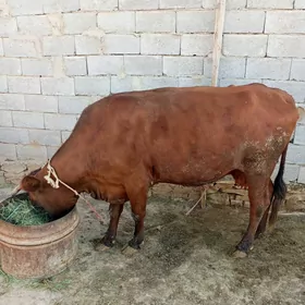 Sygyr