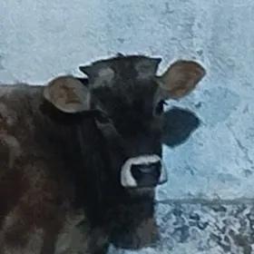 Tohum Şwes Öküz