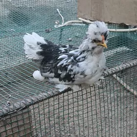 Карлик жуйже
