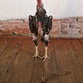Horaz