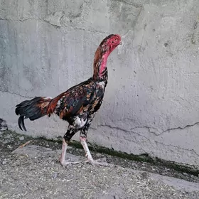 Taşgent horaz