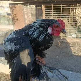 Horaz HorazHoraz Horaz