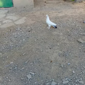 kepderi
