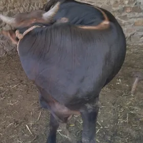 öküz