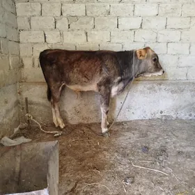 okuzce