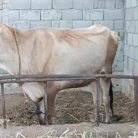 SYGYR GYSYR
