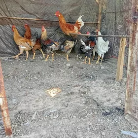 Horazlar