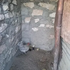 cuyceli towuk