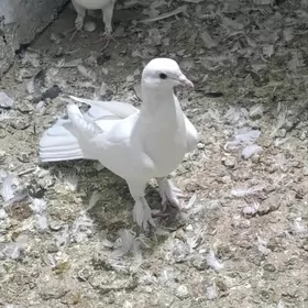 kepderi