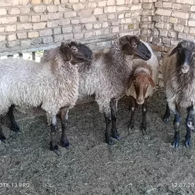 Goyunlar