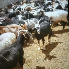 geçi
