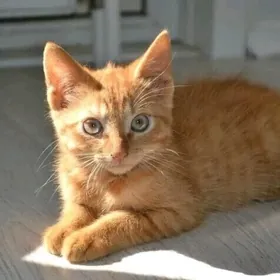 Котенок по имени Гошка