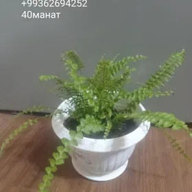 ЦВЕТЫ ДЛЯ ДОМА