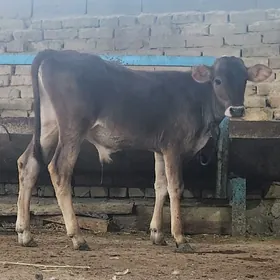 Okuzce
